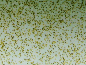 eggs 12 hours before hatching