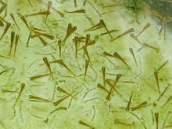 3-day-old fry