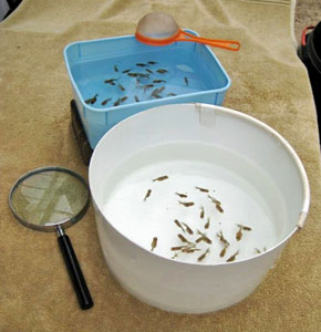 culling 2-week-old fry
