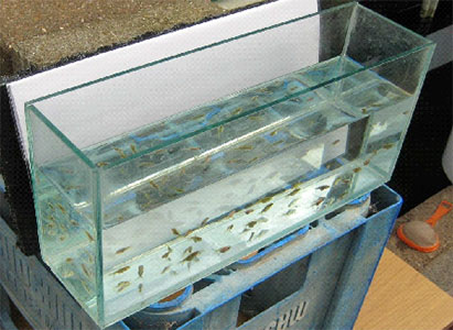 culling tank