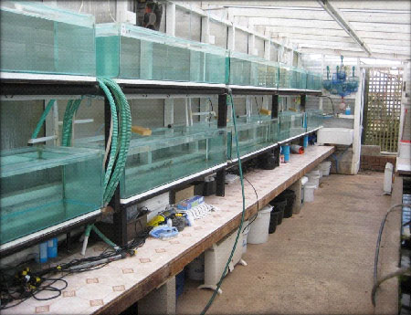 fish house