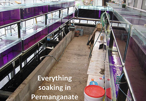 soaking in permanganate