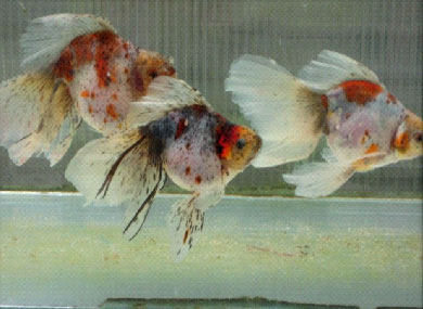 female veiltails