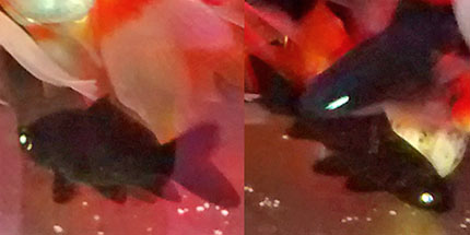 black common goldfish