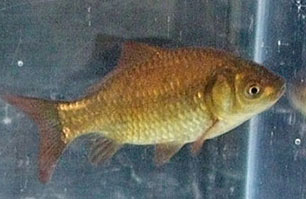 bronze common goldfish