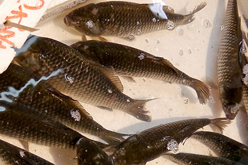 gibel carp