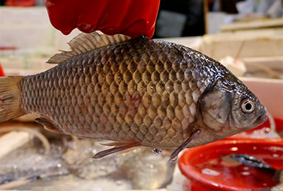 gibel carp