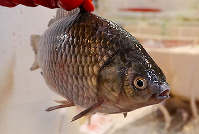 gibel carp