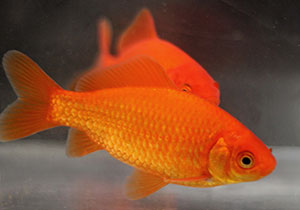 red goldfish pair 2018