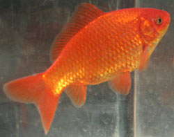 red common goldfish