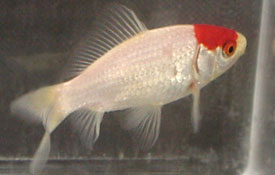 tancho goldfish