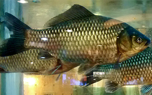 wild goldfish