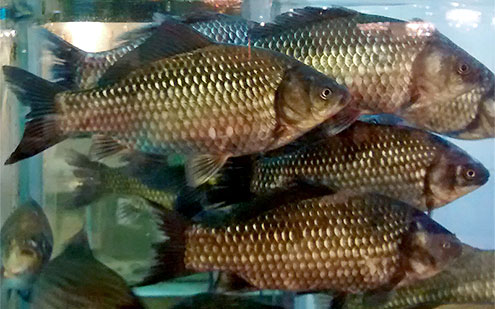 wild goldfish