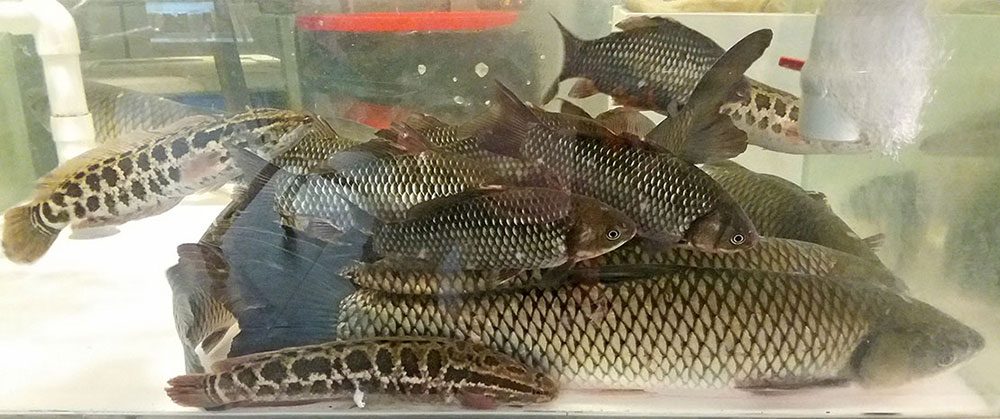wild goldfish in a Hong Kong supermarket, June 2017