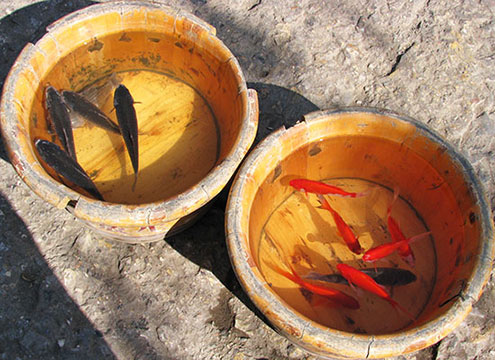 wild and common goldfish