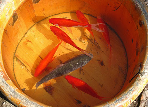 wild and common goldfish