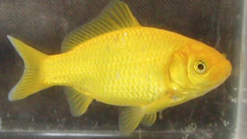 yellow goldfish