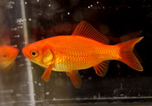 young red goldfish 2018