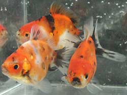 juvenile calico fantails