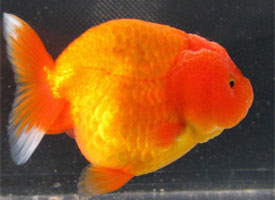 ranchu goldfish