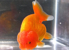 ranchu goldfish