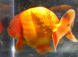 ranchu goldfish