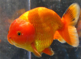 ranchu goldfish